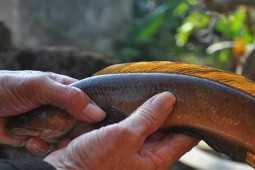 2 loại cá đặc sản ở Việt Nam có tên có ”ngượng đỏ mặt”, rất ngon và hiếm