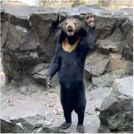 Con vật đứng thẳng lưng vẫy tay chào khách. Ảnh cắt từ clip