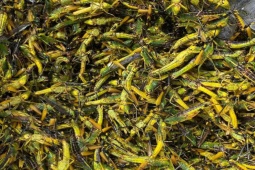 Thị trường - Tiêu dùng - Bắt loài vật phá hoại mùa màng về bán hơn trăm nghìn 1kg vẫn "đắt hàng"