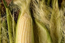 Media - [Podcast] Râu ngô - "thảo dược" cực tốt cho sức khỏe, đừng phung phí vứt bỏ