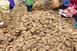 Thị trường - Tiêu dùng - Thứ cực bổ ở Việt Nam, được ví như "nhân sâm của người nghèo", giá siêu rẻ