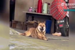 Clip hài hước - Bật cười khi chó cưng "làm mình làm mẩy"