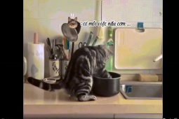 Clip hài hước - Khi thú cưng bất đắc dĩ làm... người hầu