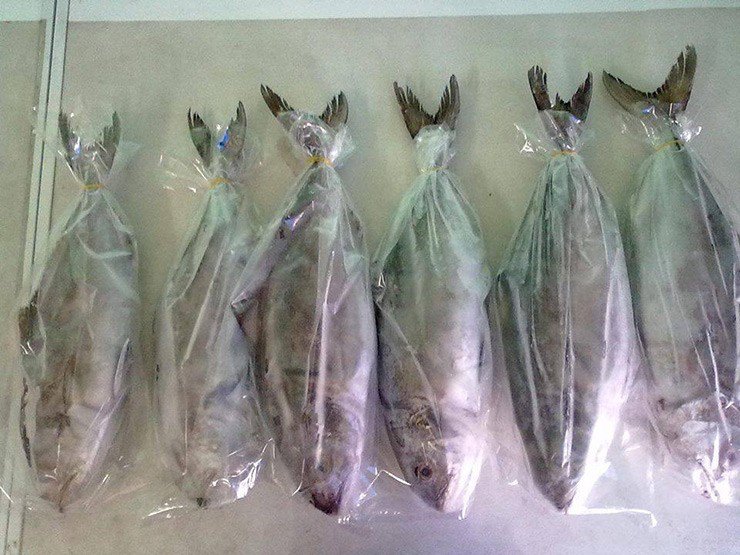 Loài cá này thường có nhiều vào mùa xuân, cụ thể là các tháng 2, tháng 3 và tháng 4 hằng năm
