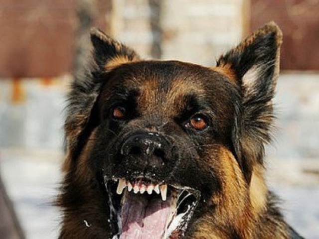 Sức khỏe đời sống - Gia Lai: Thêm nạn nhân tử vong do bệnh dại