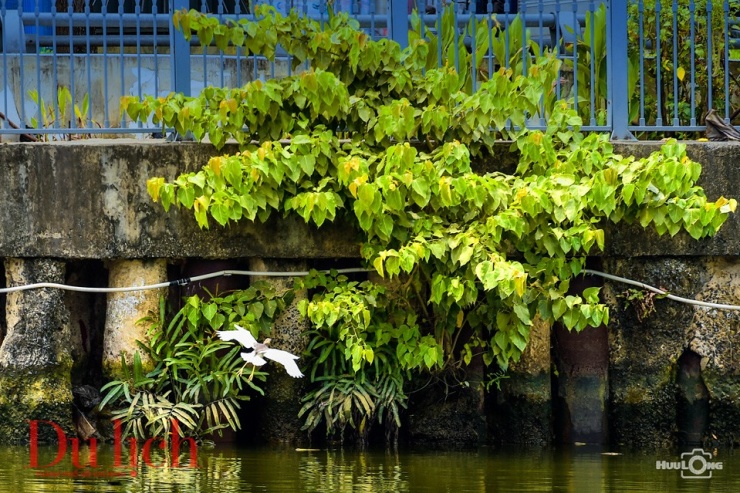 Bất chợt chiếc cò trắng vụt qua, khiến du khách trên thuyền ai nấy đều ồ lên thích thú.