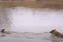 Linh cẩu bơi dưới nước hạ sát linh dương, chó hoang phục kích trên bờ cướp mồi