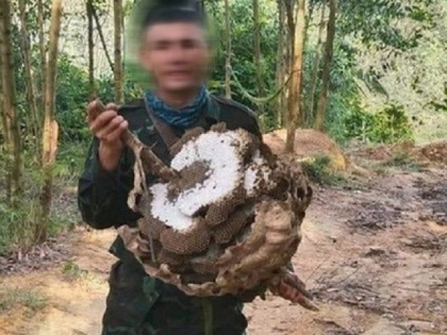 Từ Nghệ An ra Thanh Hóa săn ong, nam thanh niên được phát hiện chết trong rừng