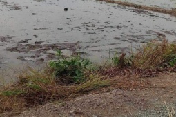 Pháp luật - Điều tra vụ 4 người trong gia đình bị chém trên cánh đồng