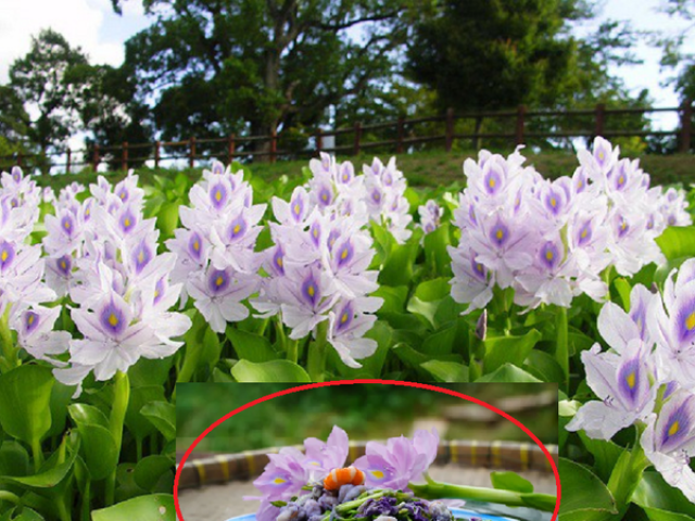 Ẩm thực - "Lạ lùng" rau dại mọc đầy bờ ao, bên Nhật coi là "siêu thực phẩm"