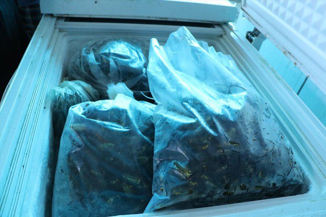 Nhện sau khi thu mua, phân loại, được bảo quản trong ngăn đá tủ lạnh, được xuất sang Trung Quốc hoặc chế biến làm mồi nhậu.