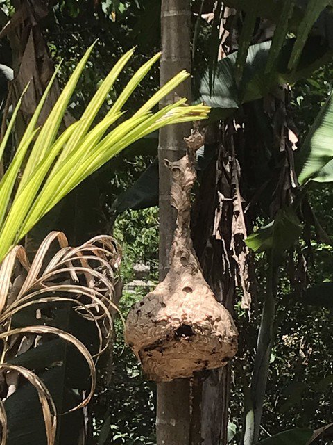 Một tổ ong vò vẽ nuôi trong vườn anh Tam. Ảnh: Quang Viên
