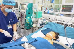 Sức khỏe đời sống - Bé trai tử vong vì trên đường đi học bị ong đốt hơn 100 nốt