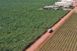 Kinh doanh - Đại gia nào của Việt Nam có trang trại &quot;khủng&quot; trồng chuối ở nước ngoài?