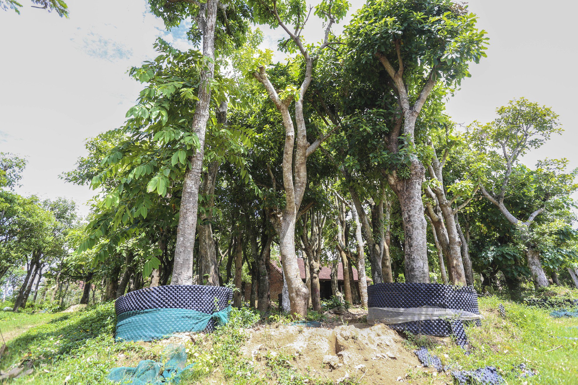 Khuôn viên dự án thành nơi mua bán cây cảnh.