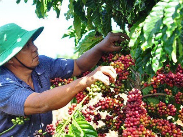 Giá cà phê cao kỷ lục, vì sao nông dân hụt hẫng?