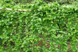 Thị trường - Tiêu dùng - Cây mọc ở bờ rào, trước dân nhìn thấy là phá bỏ, nay bỗng thành thứ "hái ra tiền"