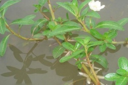 Thị trường - Tiêu dùng - Cây mọc dại trước hay lấy cho lợn ăn bỗng "lên đời" thành đặc sản