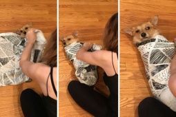 Tranh vui - Phụ nữ mang thai và những điều “cực hài”