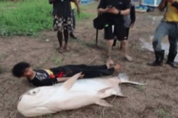 Media - Clip: Câu được cá da trơn khổng lồ nặng 100 kg