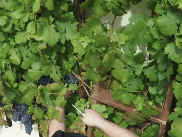 Du lịch - Cây nho cao tuổi nhất thế giới thu hút khách du lịch