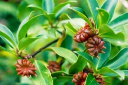 Thị trường - Tiêu dùng - Việt Nam có thứ quý như "vàng ròng", rất ít quốc gia có, dân trồng hốt bạc