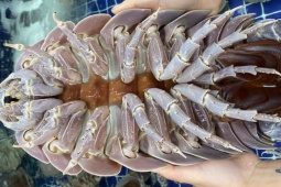 Thị trường - Tiêu dùng - Loài trông ghê người, sống ở nơi tăm tối, giá vài triệu/con khách lùng mua