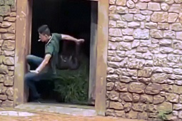 Phi thường - kỳ quặc - Ngăn hà mã cắn nhau, nhân viên vườn thú gặp cảnh hãi hùng