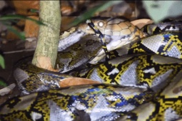 Thế giới - Hổ mang chúa 4m thoát cú siết tử thần của trăn gấm, lúc sau quay lại kịch chiến suốt 6 giờ