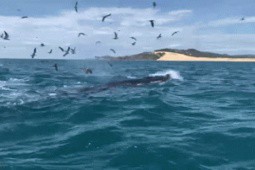 Cá voi xuất hiện ở vùng biển Bình Định, bơi tung tăng săn mồi