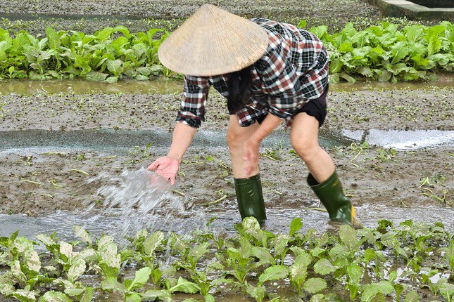 Bà Trần Thị Văn (71 tuổi, trú xóm Vinh Xuân) trồng hơn 6 sào rau gồm rau cải cay, rau mùi, rau cải mầm, xà lách,.... Sau khi làm đất, bà đánh luống trồng rau theo hình thức cuốn chiếu, thu hoạch đến đâu trồng mới đến đó. Tuy nhiên, rau đến kỳ chuẩn bị thu hoạch thì gặp mưa lớn gây ngập úng, toàn bộ diện tích coi như mất trắng.
