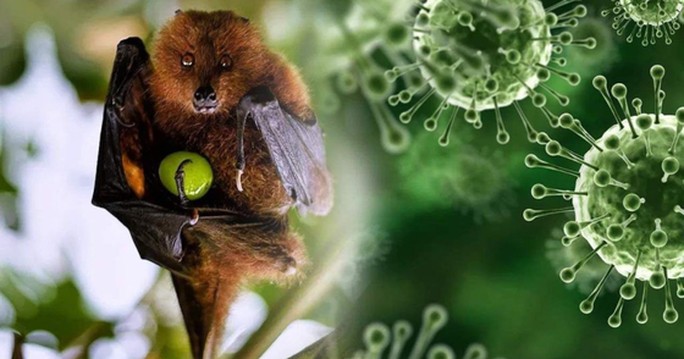 Theo HCDC, virus Nipah (NiV) là một loại virus lây truyền từ động vật sang người; thực phẩm bị ô nhiễm hoặc lây truyền trực tiếp giữa người với người