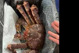 Thị trường - Tiêu dùng - Cua hoàng đế giảm giá mạnh đến gần 1 triệu đồng/kg, khách vẫn “quay lưng”