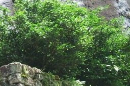 Thị trường - Tiêu dùng - Đặc sản là "báu vật" truyền đời, mỗi năm thu được 6 lạng bán tiền tỷ