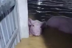 Trang trại ở Thanh Hóa bị nước lũ cuốn trôi hơn 1.000 con lợn