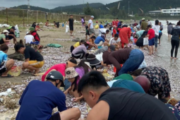 Tin tức trong ngày - 'Lộc biển' dạt vào bờ, người dân Cửa Lò phấn khởi mang bao tải ra nhặt