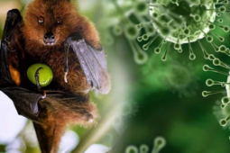 Sức khỏe đời sống - TP HCM giám sát người từ vùng có dịch virus Nipah