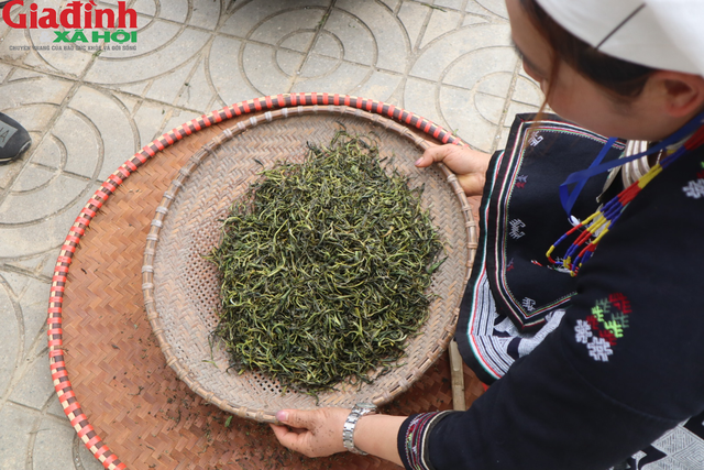 Chè Shan tuyết - đặc sản Tuyên Quang