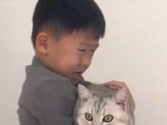 Clip cậu bé khóc van xin mèo cưng đừng rụng lông thu hút 8 triệu lượt xem