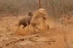 Media - Linh dương đầu bò truy sát sư tử, báo đốm