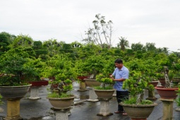 Thị trường - Tiêu dùng - Lão nông Đồng Tháp gây dựng được cơ ngơi trăm tỷ chỉ nhờ cây cảnh