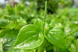 Thị trường - Tiêu dùng - Loại rau "thần dược", trước cho gia súc ăn giờ giá đắt, nhiều người tìm mua