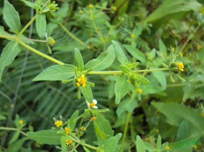 Trên thế giới và ngay tại Việt Nam đã có nhiều nghiên cứu chứng minh hy thiêm có tác dụng giảm đau, kháng viêm rất tốt cho các bệnh viêm khớp