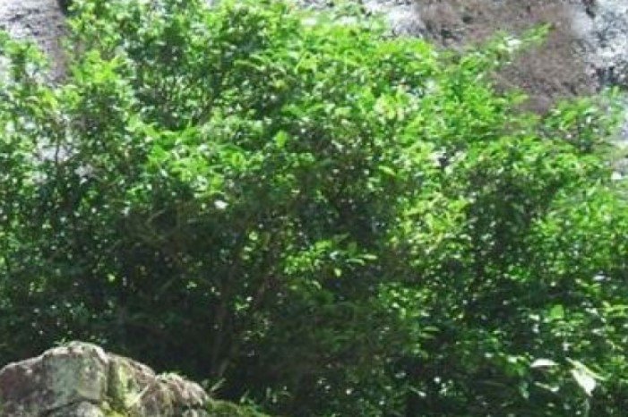 Đặc sản &#34;truyền đời&#34;, mỗi năm chỉ thu được 6 lạng, giá tới 37 tỷ/kg - 3