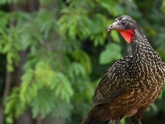 Loài chim lạ thải ra đặc sản “quý như vàng”, giá gần 40 triệu đồng/kg