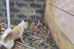Phi thường - kỳ quặc - Video: Rắn hổ mang bất ngờ bị tóm gọn khi đang hung hăng tấn công chó nhà