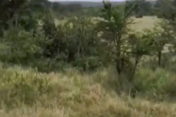 Phi thường - kỳ quặc - Video: Trâu rừng ra đòn chí mạng, giải cứu đồng loại khỏi bầy sư tử háu đói