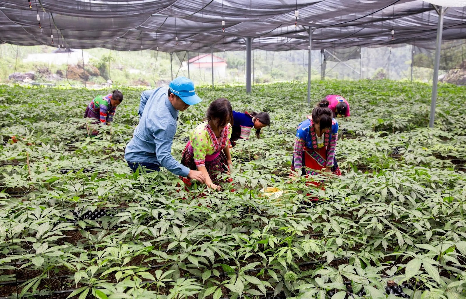 Vườn sâm Thái Minh Panax tại Sìn Hồ, Lai Châu