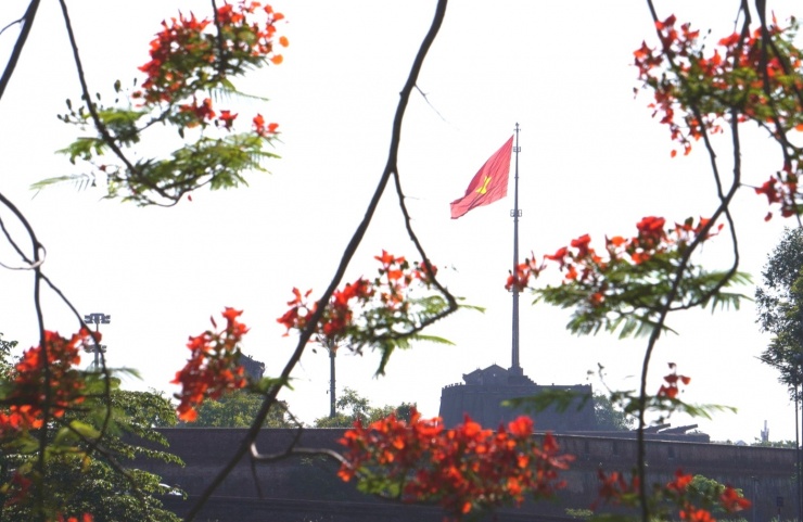 Từ cuối tháng 5 đến nay, phượng vĩ ở Cố đô Huế đua nhau khoe sắc. Những chùm hoa nở đỏ rực tô điểm thêm cho vẻ đẹp của mảnh đất Cố đô.