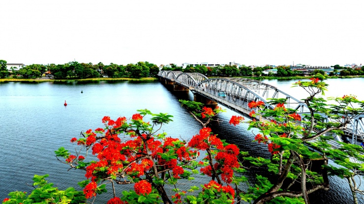 Nhiều năm nay, cây phượng vĩ bên cầu Trường Tiền trở nên nổi tiếng, trở thành điểm dừng chân, chụp hình lưu niệm của người dân Huế và du khách.